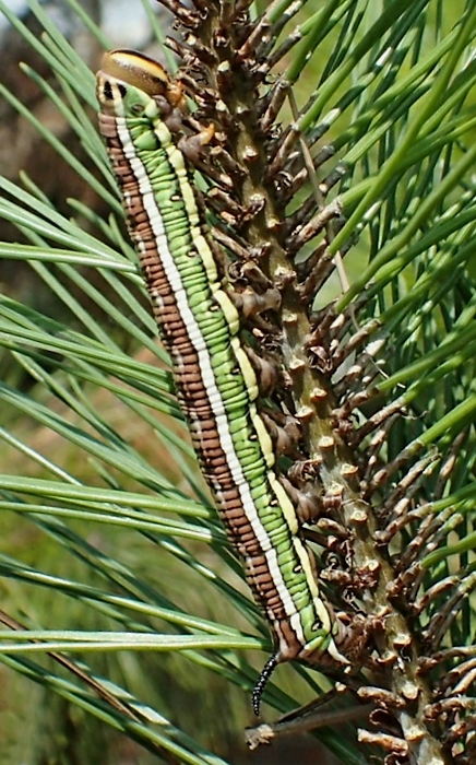 Final instar larva of Hyloicus caligineus caligineus, near Saitama-shi, Honshu, Japan. Photo: © Takahiro Yano.