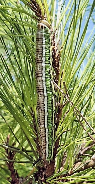 Final instar larva of Hyloicus caligineus caligineus, near Saitama-shi, Honshu, Japan. Photo: © Takahiro Yano.