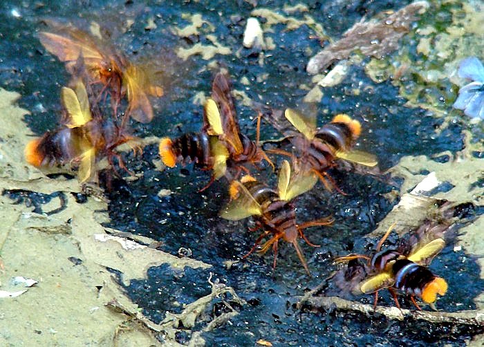 Males of Sphecodina caudata feeding from bear excrement, Lazo District, Khabarovskiy Krai, Russian Far East, vi.2007. Photo: © A. S. Batalov.