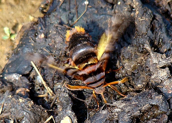 Male of Sphecodina caudata feeding from bear excrement, Lazo District, Khabarovskiy Krai, Russian Far East, vi.2007. Photo: © A. S. Batalov.