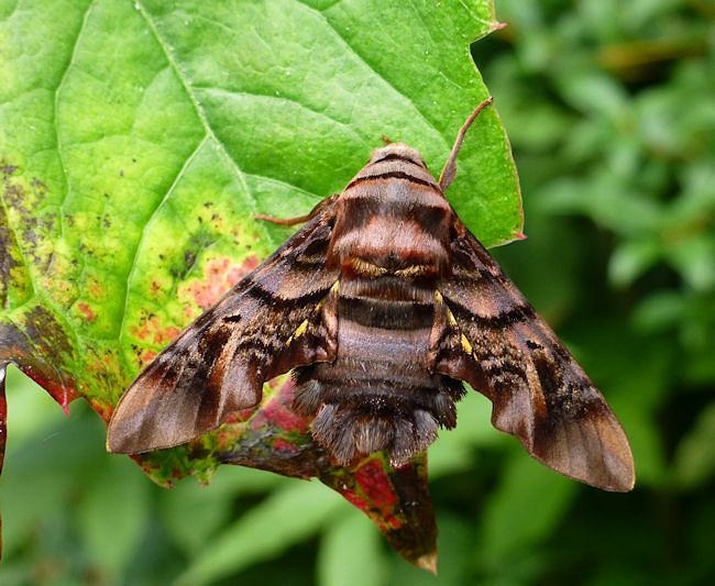 Female Sphecodina caudata, Founding Zen Monastery, Houshanmen, West Tianmu Shan/Xitianmu Shan (near Lin'an), Zhejiang, China, September 2016. Photo: © Tony Pittaway.