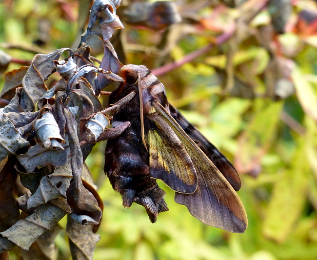 Female Sphecodina caudata, Founding Zen Monastery, Houshanmen, West Tianmu Shan/Xitianmu Shan (near Lin'an), Zhejiang, China, September 2016. Photo: © Tony Pittaway.