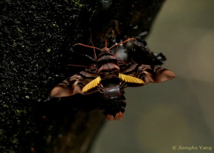 Sphecodina caudata feeding from tree exudate, West Tianmu Shan/Xitianmu Shan, Zhejiang, China, 2019. Photo: © JiongAo Yang.