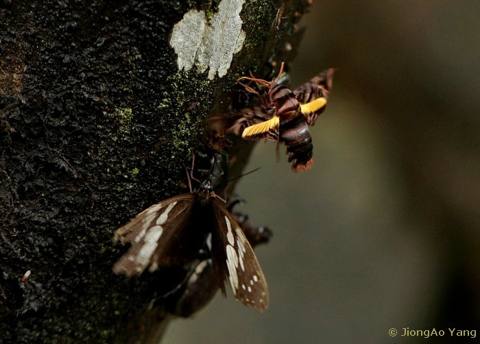 Sphecodina caudata feeding from tree exudate, West Tianmu Shan/Xitianmu Shan, Zhejiang, China, 2019. Photo: © JiongAo Yang.