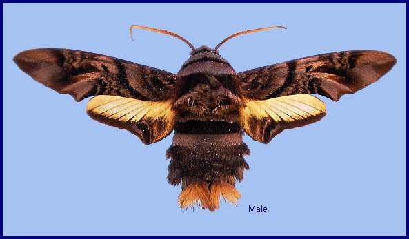 Male Sphecodina caudata. Photo: © NHMUK