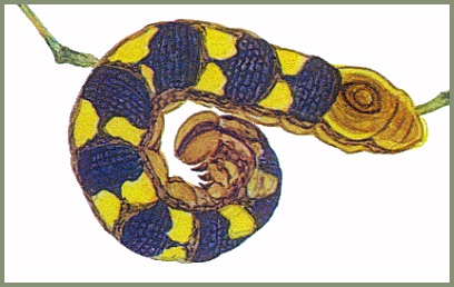 Full-grown early pre-pupation larva of Sphecodina caudata. Image: Mell, 1922b