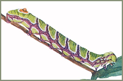 Full-grown green form larva of Sphecodina caudata. Image: Mell, 1922b