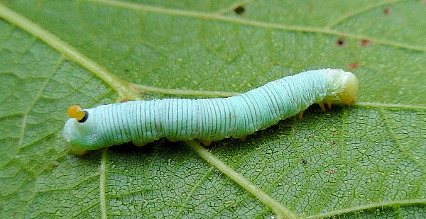 Fourth instar larva of Sphecodina caudata, near Kalinovka, Primorskiy Krai, Russian Far East. Photo: © Anton Kozlov
