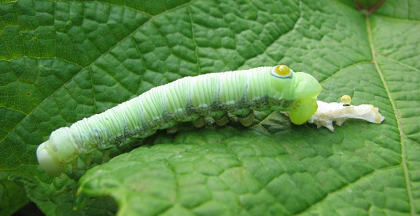 Early final instar larva of Sphecodina caudata, Bychikha, Khabarovskiy Krai, Russian Far East, 09.vii.2011. Photo: © S. Ivanov