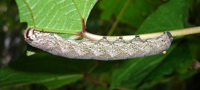 Full-grown grey form larva of Sphecodina caudata, Lazo District, Khabarovskiy Krai, Russian Far East, 25.vii.2011. Photo: © E. S. Koshkin.