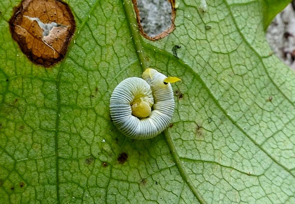 Fourth instar larva of Sphecodina caudata in defensive posture, Jade Emperor Hill, West Lake, Hangzhou, Zhejiang, China, 11.ix.2016. Photo: © Tony Pittaway.