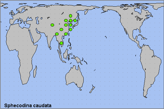 Global distribution of Sphecodina caudata. Map: © NHMUK.