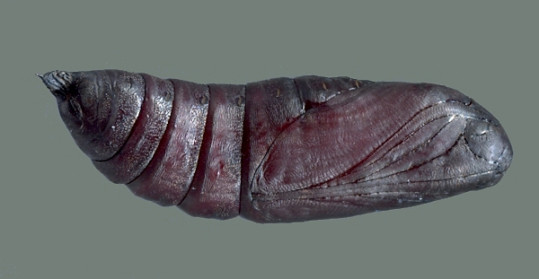 Pupa of Sphecodina caudata, Founding Zen Monastery, Houshanmen, West Tianmu Shan/Xitianmu Shan (near Lin'an), Zhejiang, China, September 2016. Photo: © Tony Pittaway.