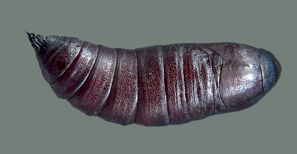 Pupa of Sphecodina caudata, Founding Zen Monastery, Houshanmen, West Tianmu Shan/Xitianmu Shan (near Lin'an), Zhejiang, China, September 2016. Photo: © Tony Pittaway.