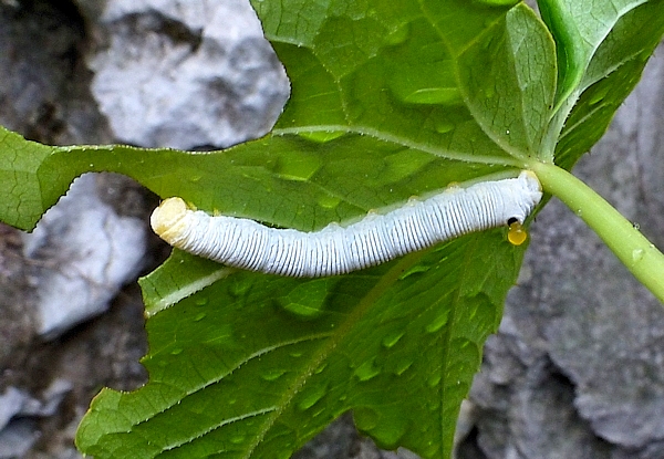 Fourth instar larva of Sphecodina caudata, Jade Emperor Hill, West Lake, Hangzhou, Zhejiang, China, 11.ix.2016. Photo: © Tony Pittaway.