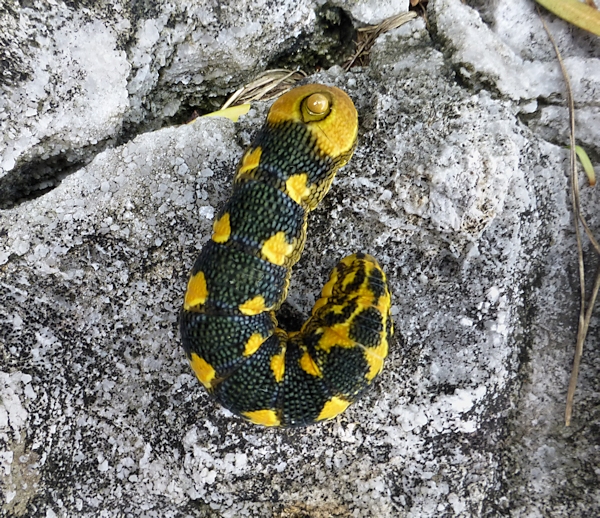 Full-grown early pre-pupation larva of Sphecodina caudata, Founding Zen Monastery, Houshanmen, West Tianmu Shan/Xitianmu Shan (near Lin'an), Zhejiang, China, September 2016. Photo: © Tony Pittaway.