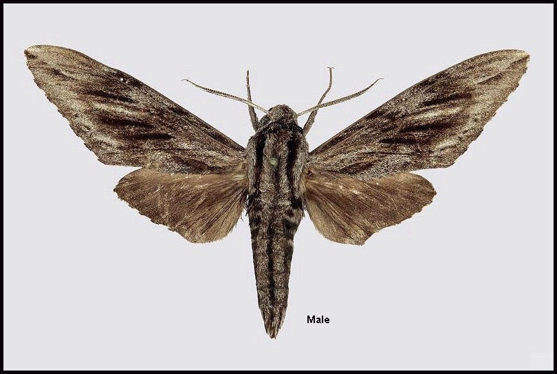 Male Hyloicus centrosinaria, Wumeng Shan, 20km N Baoshan village, Yunnan, China. Photo: © Robert Young, Sphingidae Taxonomic Inventory, NHMUK.