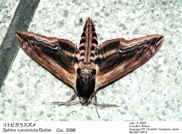 Disturbed Sphinx constricta, Japan. Photo: © Kenichiro Nakao.