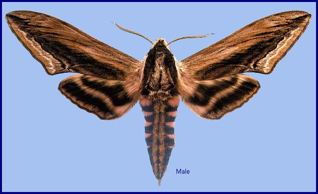 Male Sphinx constricta. Photo: © NHMUK