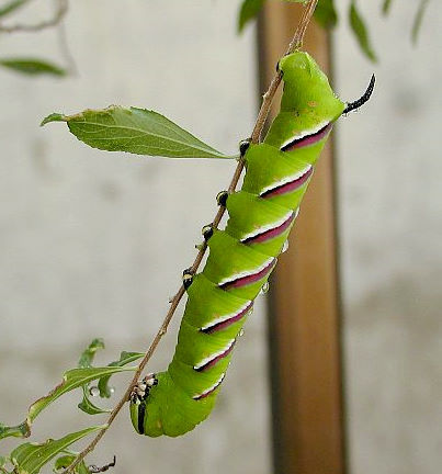 Full-grown larva of Sphinx constricta, Japan. Photo: © Takayuki Suzuki.