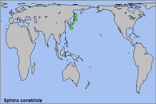 Global distribution of Sphinx constricta. Map: © NHMUK.