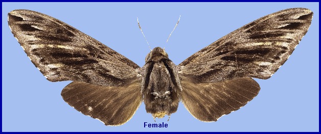 Female Hyloicus crassistriga. Photo: © NHMUK