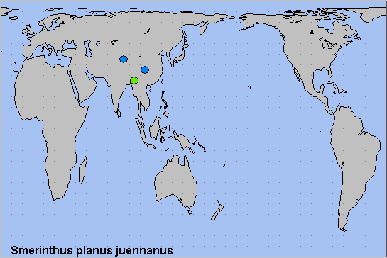 Global distribution of Smerinthus planus juennanus. Map: © NHMUK.