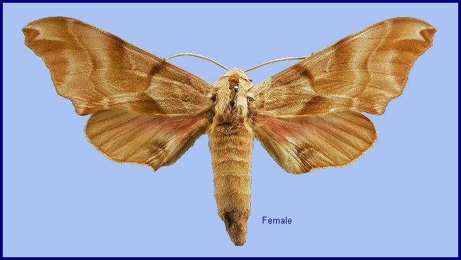 Female Smerinthus kindermannii. Photo: © NHMUK