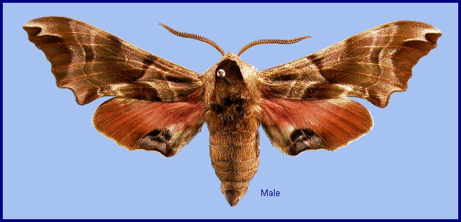 Male Smerinthus kindermannii. Photo: © NHMUK