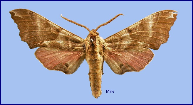 Male Smerinthus kindermannii. Photo: © NHMUK