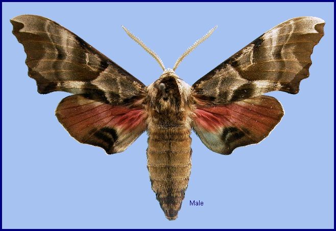 Male Smerinthus kindermannii. Photo: © NHMUK