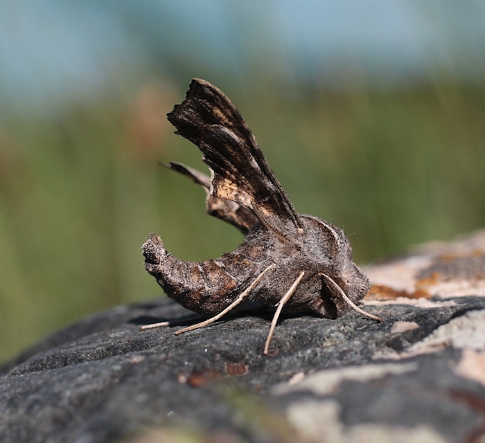 Male Sphingonaepiopsis kuldjaensis, Karatau area, Kazakhstan, 12.v.2014. Photo: © Dmitry Shovkoon.