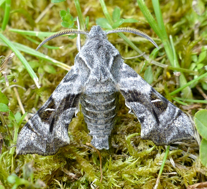 Male Sphingonaepiopsis kuldjaensis, near Almaty, Kazakhstan, leg. Serge Yevdoshenko. Photo: © Tony Pittaway.