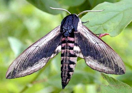 Male Sphinx ligustri, Transbaikalia, Russia. Photo: © Oleg Korsun