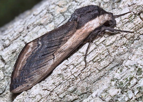 Adult of Sphinx ligustri, near Barabash, Primorskiy Krai, Russian Far East, 7.07.2014. Photo: © Evgenij Komarov.