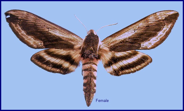 Female Sphinx ligustri. Photo: © NHMUK