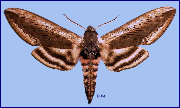 Male Sphinx ligustri. Photo: © NHMUK