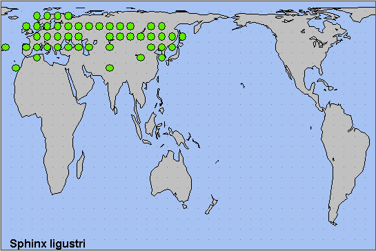 Global distribution of Sphinx ligustri. Map: © NHMUK.