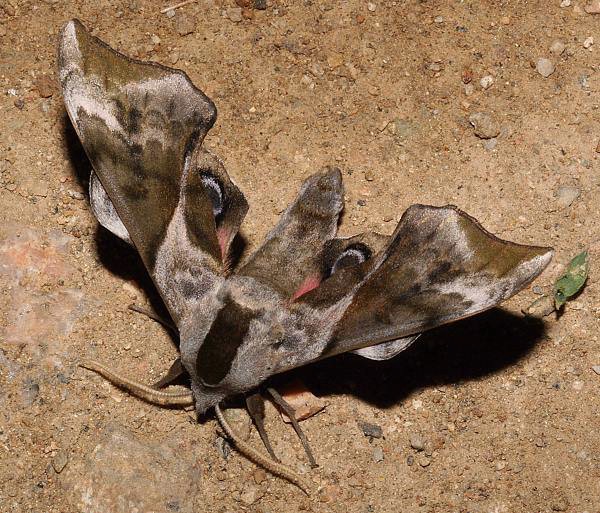 Male Smerinthus minor. Photo: © Viktor Sinjaev.