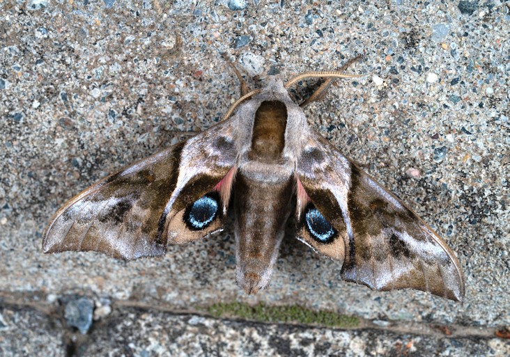 Male Smerinthus minor, Huairou District, Beijing, China, 24.vi.2024. Photo: © Tao Li.