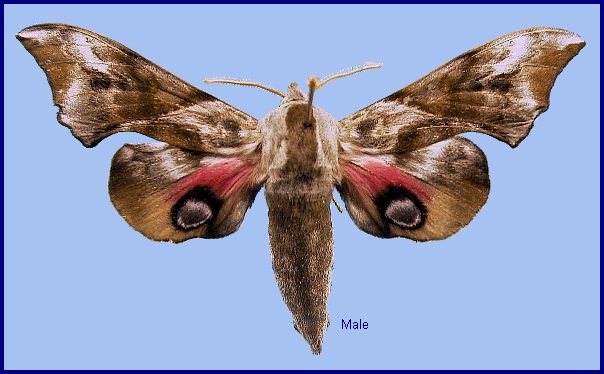 Male Smerinthus minor. Photo: © NHMUK