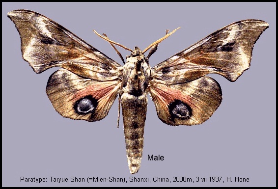 Male Smerinthus minor, Taiyue Shan, Shanxi, China, 2000m, 3.vii.1937. PARATYPE. Photo: © Tony Pittaway