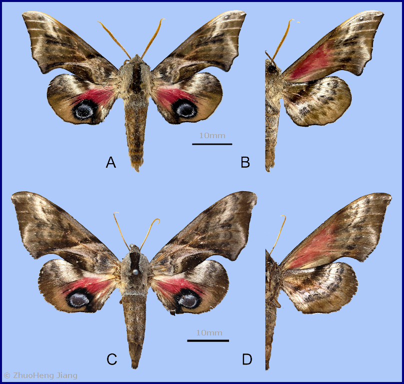 Smerinthus minor. AB. male, Baoji, Shaanxi, China; CD. female, Huairou, Beijing, China. Photo: © ZhuoHeng Jiang.