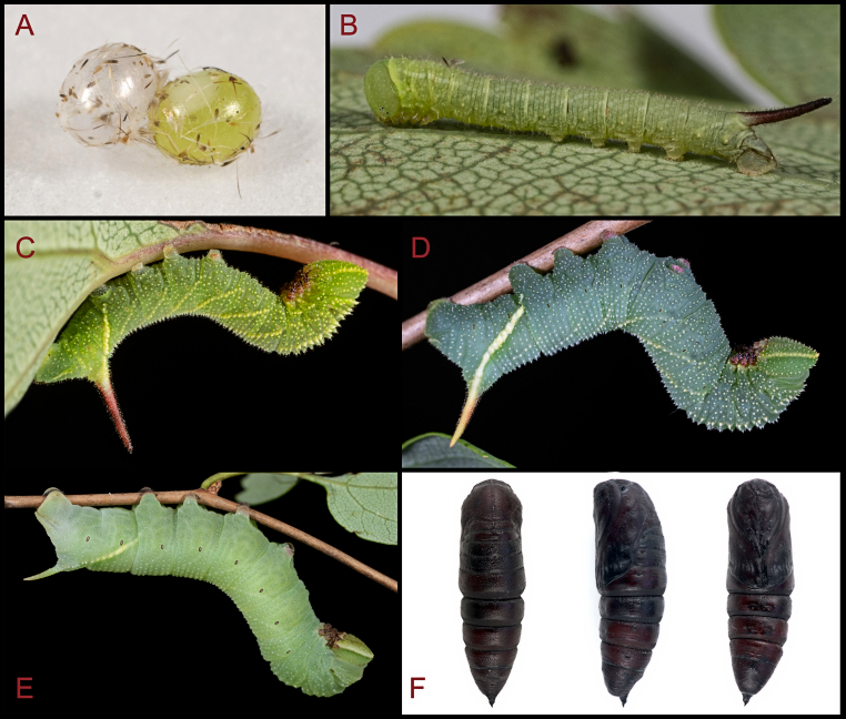 Early stages of of Smerinthus minor. Photos: © Jiang, Li, Yan, Wang, Zheng & Hu, 2024.