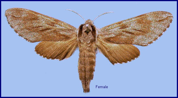 Female Hyloicus morio morio. Photo: © NHMUK