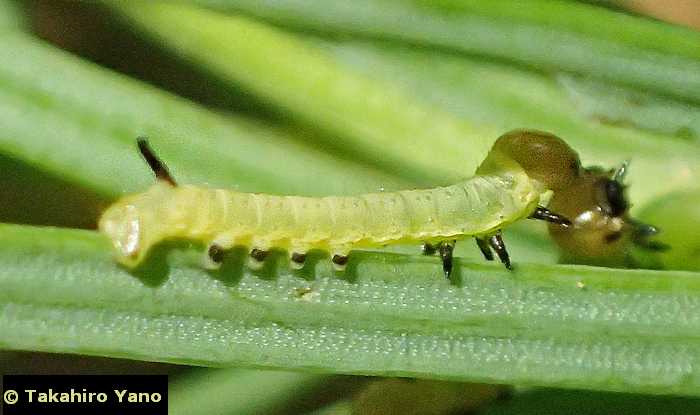 First instar larva of Hyloicus morio morio, Honshu, Japan. Photo: © Takahiro Yano
