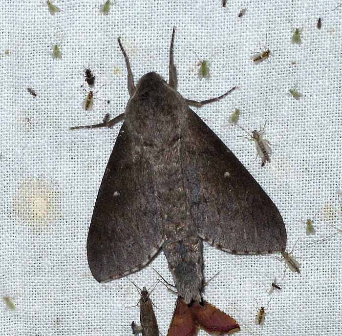 Adult Sphingulus mus, near Lazarevka, Primorskiy Krai, Russian Far East, 16.vii.2009. Photo: © Anton Kozlov