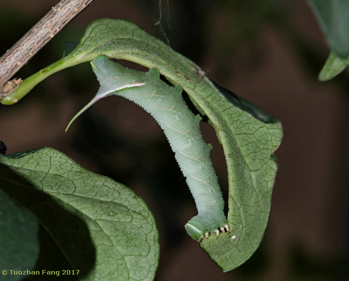 Full-grown larva of Sphingulus mus on Syringa oblata, Haidian District, Beijing, China. Photo: © Tuozhan Fang 2017.