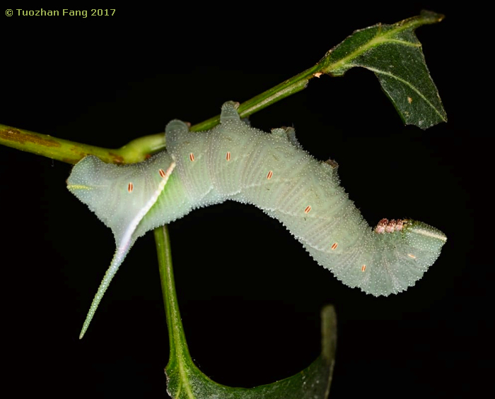 Full-grown larva of Sphingulus mus on Syringa oblata, Haidian District, Beijing, China. Photo: © Tuozhan Fang 2017.