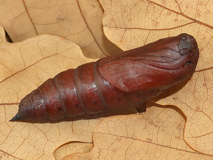 Pupa of Sphingulus mus reared from egg found on Syringa oblata, Haidian District, Beijing, China, 2019. Photo: © Vyacheslav Ivonin & Yanina Ivonina